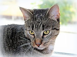貓,動物,毛皮