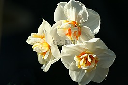 花,植物區(qū)系,自然