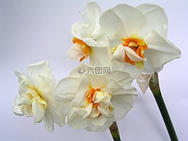 花,植物區(qū)系,自然