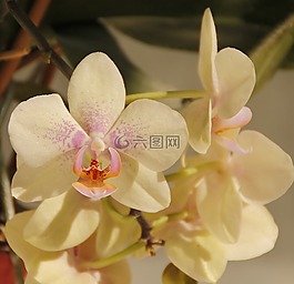 蘭花,白,花