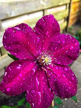 花卉,性質(zhì),鮮花