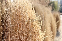 池,里德,大自然