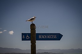 海鷗,海報(bào),禁用