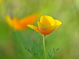 eschscholzia 夜蛾,罂粟花,黄色