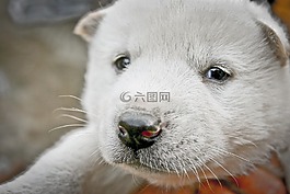 小狗,国家的狗,韩国珍岛狗