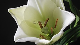 花卉,莉莉,白