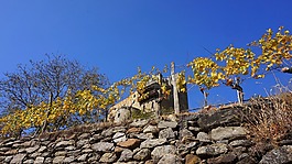 性質(zhì),天空,樹