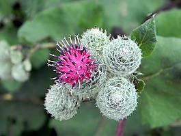 牛蒡,仙鶴草,布魯姆