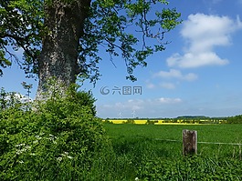油菜籽場(chǎng),景觀,油菜