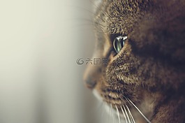 貓,寵物,動物