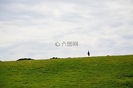 草坪,綠色,草