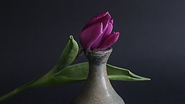 郁金香,植物,花卉