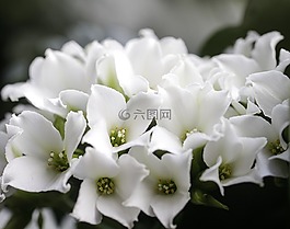 鮮花,白,花卉