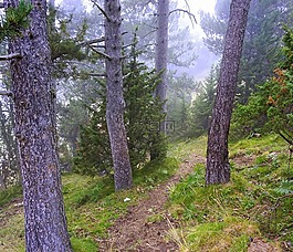 徑,山,徒步旅行