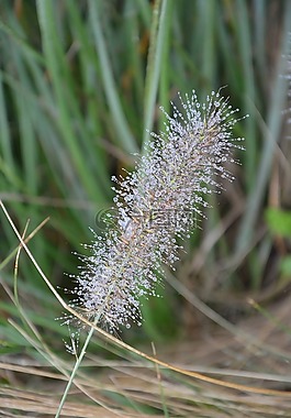 植物,種子,滴水