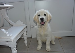 小狗,狗,金毛獵犬