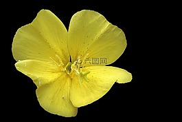 開花,黃色,指出花
