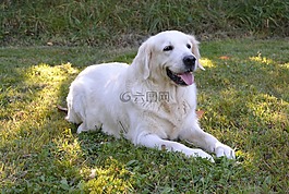 狗,婊子,金毛獵犬