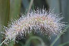 植物,種子,滴水