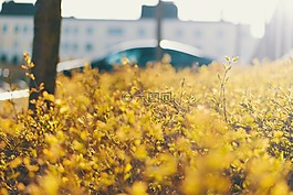 太陽能,布什,綠色