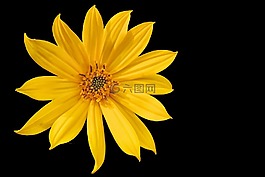 開花,花,黃色