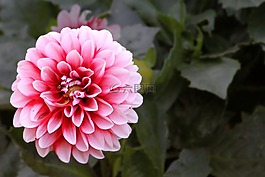 開花,紅白,花