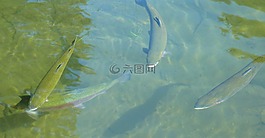 虹鱒魚,特勞特,魚