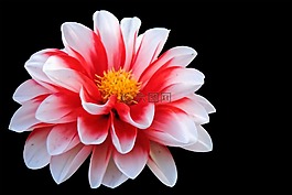 開花,紅白,花