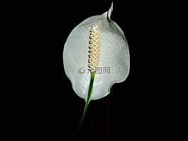 花卉,白花,布卢姆