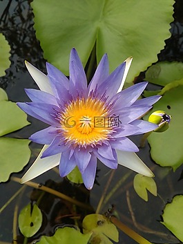 蓮花,美麗,明亮