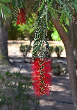 多樣化的動植物,植物園,花園
