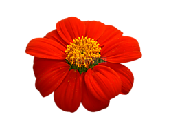 天性,艾菊,紅色的花朵