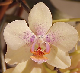 蘭花,白,花