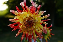 花,背景,自然