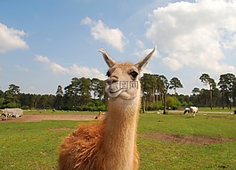駝,動物,野生動物