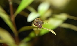planorbarius corneus,水族館,水下