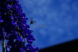 蜜蜂,花,自然
