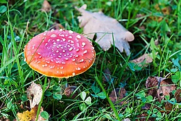 飛木耳,蘑菇,紅色飛木耳香菇