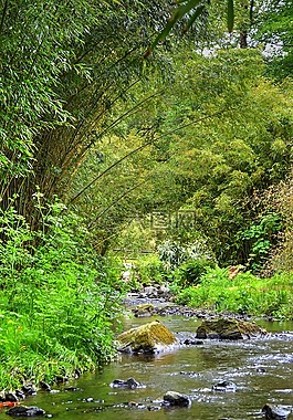 河,植被,性質