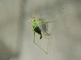 蚱蜢,昆蟲,綠色