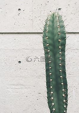 仙人掌,植物,刺