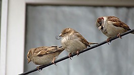 鳥,性質(zhì),野生動(dòng)物