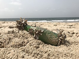 海灘,海,瓶中信
