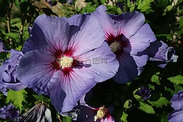 花,紫近,紫色的小花