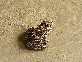 青蛙,兩棲類,蟾蜍