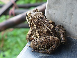 蟾蜍,青蛙,兩棲類
