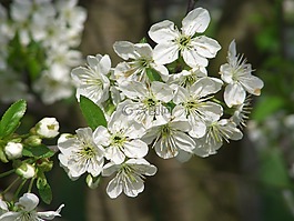 性質(zhì),蘋(píng)果樹(shù)開(kāi)花,梅花