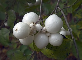 雪莓果,水果,邦莓果