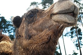 駱駝,動物,野生動物