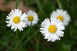 雛菊,宏,草地